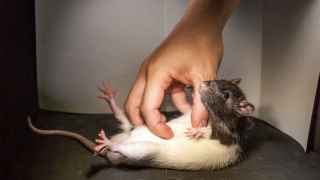 Las ratas se ríen con las cosquillas, salvo si están de mal humor