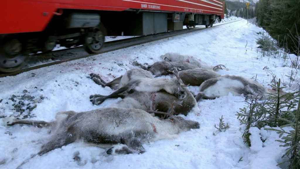 Cadáveres de los renos arrollados por trenes.