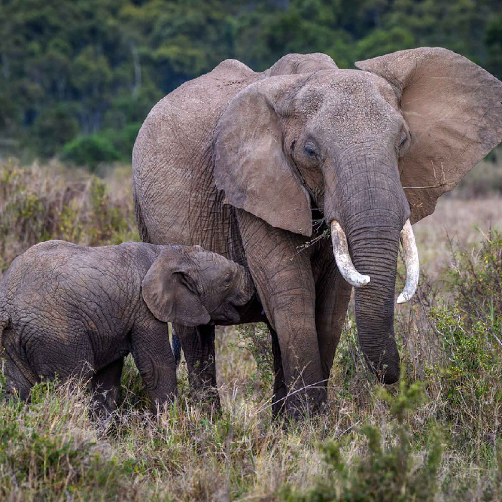 Dos años de lactancia: así cuidan las elefantas a sus retoños